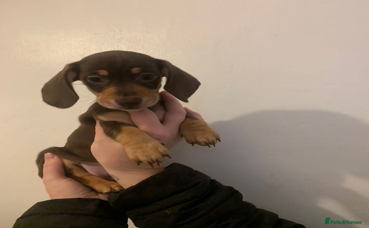 Miniature Dachshund dogs - Advert 4