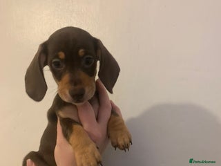 Miniature Dachshund dogs - Advert 2