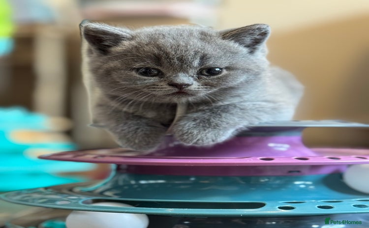 British Shorthair cats - Advert 4