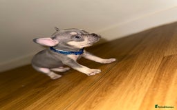 French Bulldog dogs for sale: BLUE & CREAM/TAN Isabella/pink carrying. - Image 12