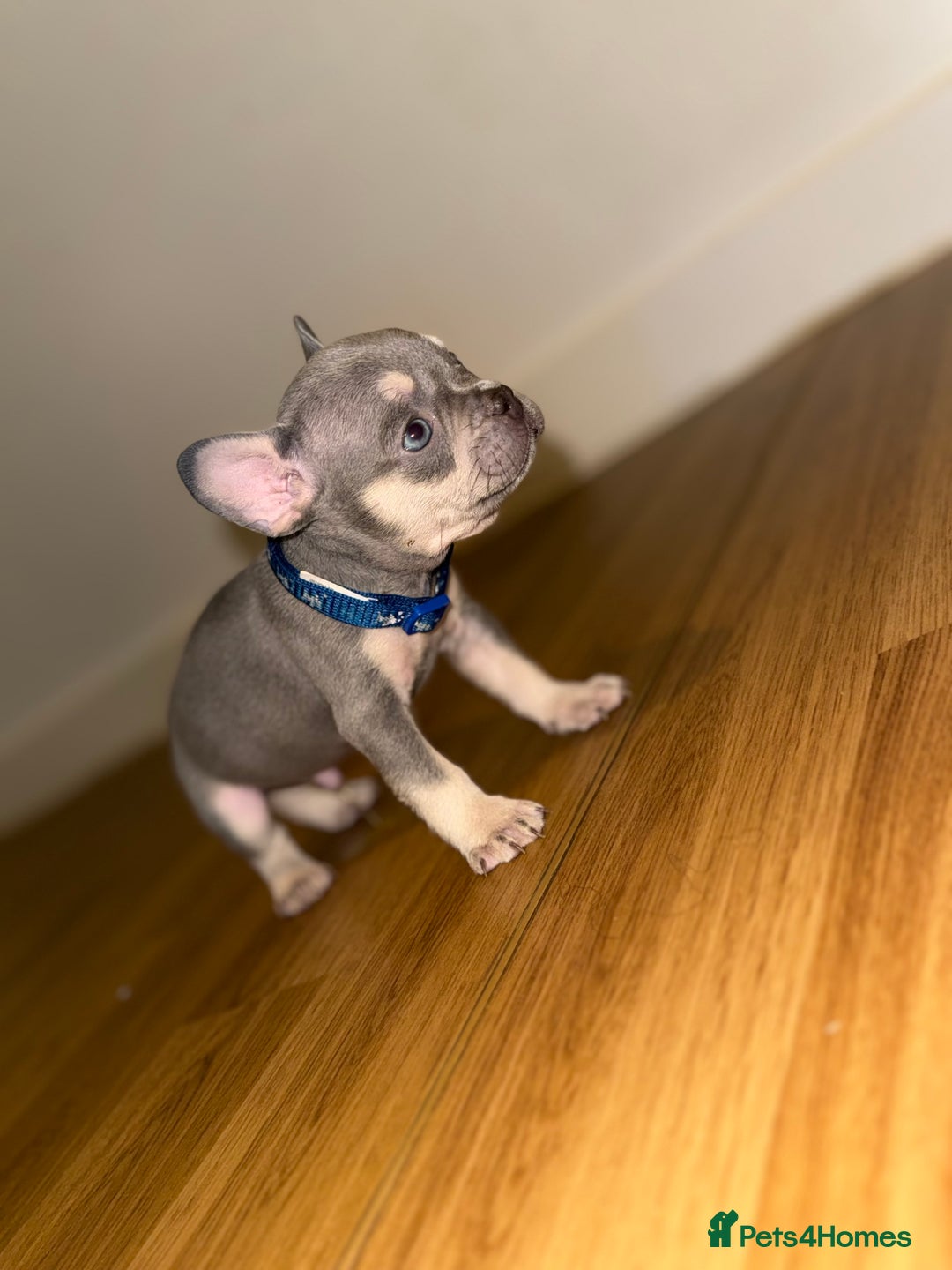 French Bulldog dogs for sale: BLUE & CREAM/TAN Isabella/pink carrying. - Image 12