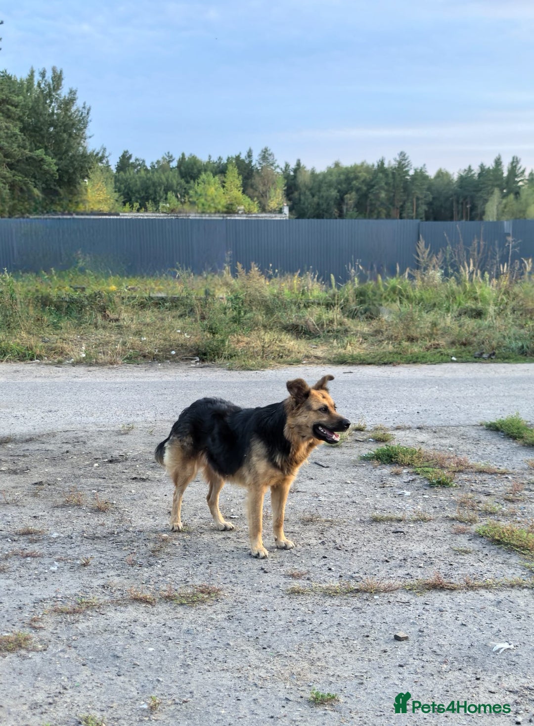 Mixed Breed dogs for adoption: 💖🐶 CHIKA 🐶💖 - Image 12