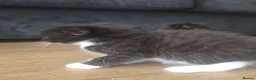 British Shorthair cats for sale: Five tuxedo  kittens  - Advert 11