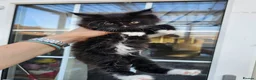 Maine Coon cats for sale: Beautiful Maine Coon Kittens - Advert 14