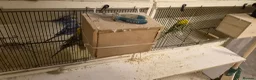 Budgerigars birds for sale: 3 Budgies & Lovebird Pair for Sale – 1 Year Old  - Advert 6