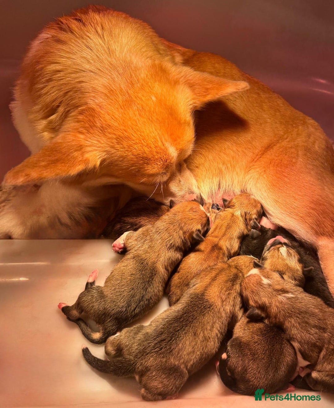 Welsh Corgi Pembroke dogs for sale: Champion bloodlines on both sides, great with kids - Advert 13