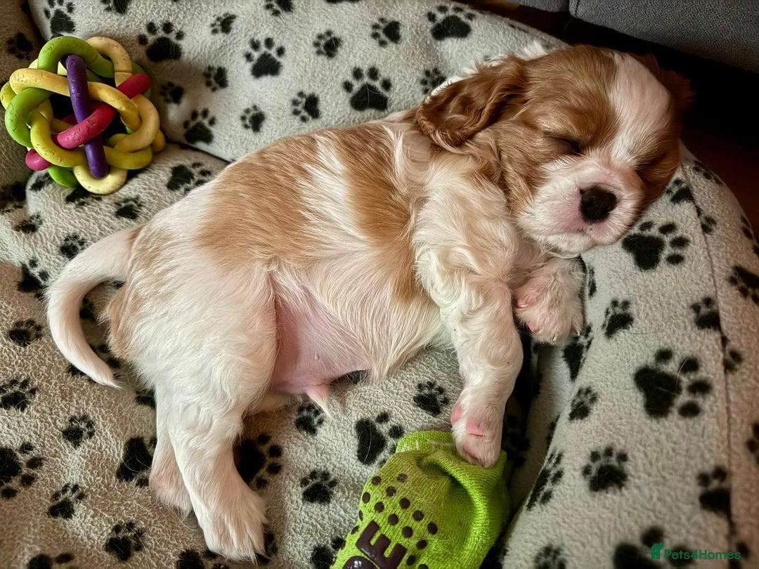 Cavalier King Charles Spaniel dogs for sale: King Charles Cavalier Blenheim boy available 🐶🥰 - Advert 9
