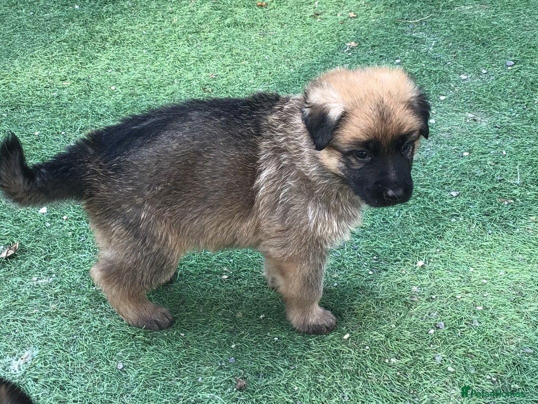 German Shepherd dogs for sale: German shepherd  - Image 15