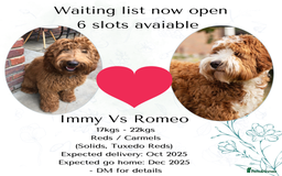 Australian Labradoodle dogs for sale: Australian Labradoodles RED&WHITE - Waiting list  - Image 2