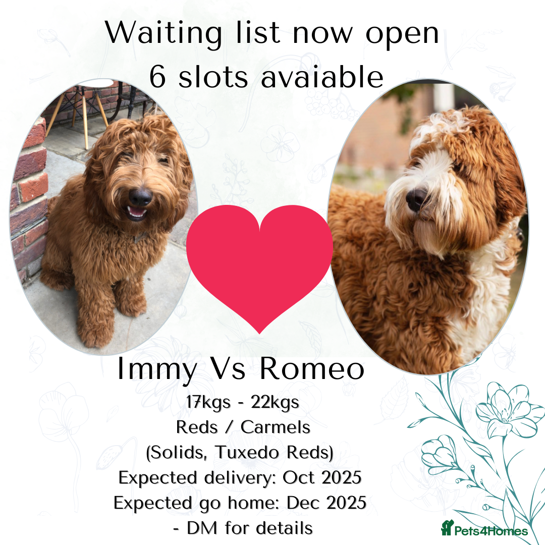 Australian Labradoodle dogs for sale: Australian Labradoodles RED&WHITE - Waiting list  - Image 2