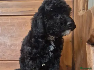 Cockapoo dogs Cockapoo Puppies - Advert 4