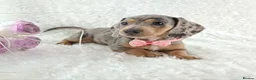 Miniature Dachshund dogs for sale: Stunning Miniature Dachshund Puppies  - Advert 28