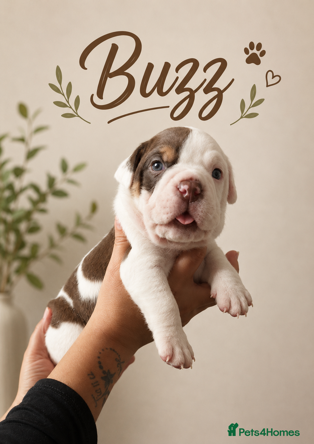 Dorset Olde Tyme Bulldogge dogs ⭐️Beautiful olde English bulldog puppies ⭐️ - Advert 1