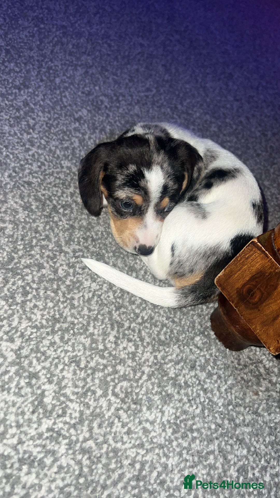 Dachshund dogs for sale: Beautiful white with grey marking  - Advert 5