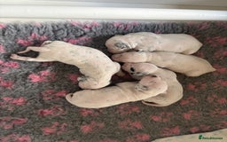 Dalmatian dogs for sale: Malosky Dalmatians  - Image 8