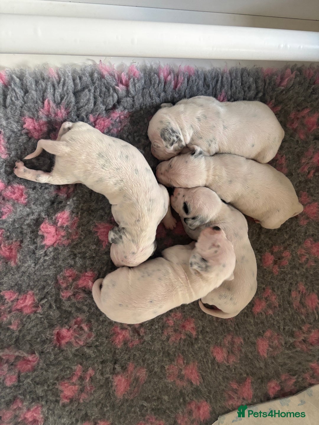 Dalmatian dogs for sale: Malosky Dalmatians  - Image 8