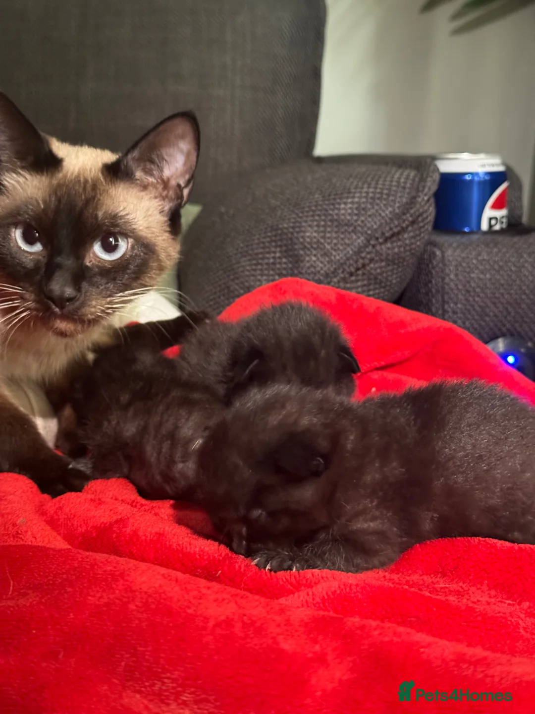 Siamese cats for sale: (2 left!!) Beautiful 1/2 Siamese kittens  in Wokingham - Advert 2