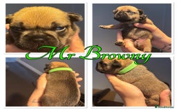 French Bulldog dogs for sale: French Bulldog Puppies in Altrincham - Image 7