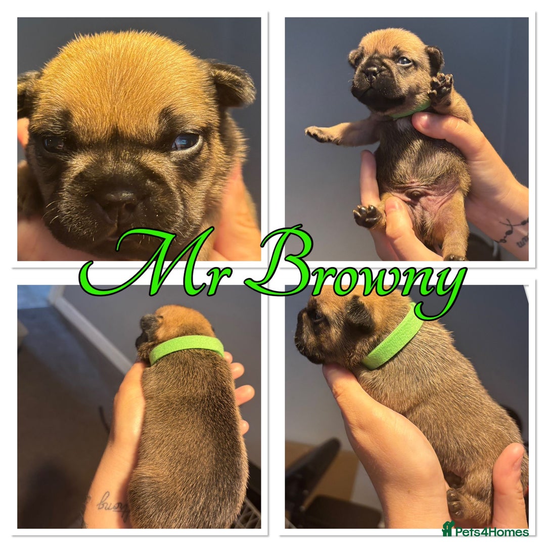 French Bulldog dogs for sale: French Bulldog Puppies in Altrincham - Image 7