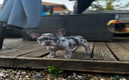 French Bulldog dogs for sale: Merle french bulldog - Image 4