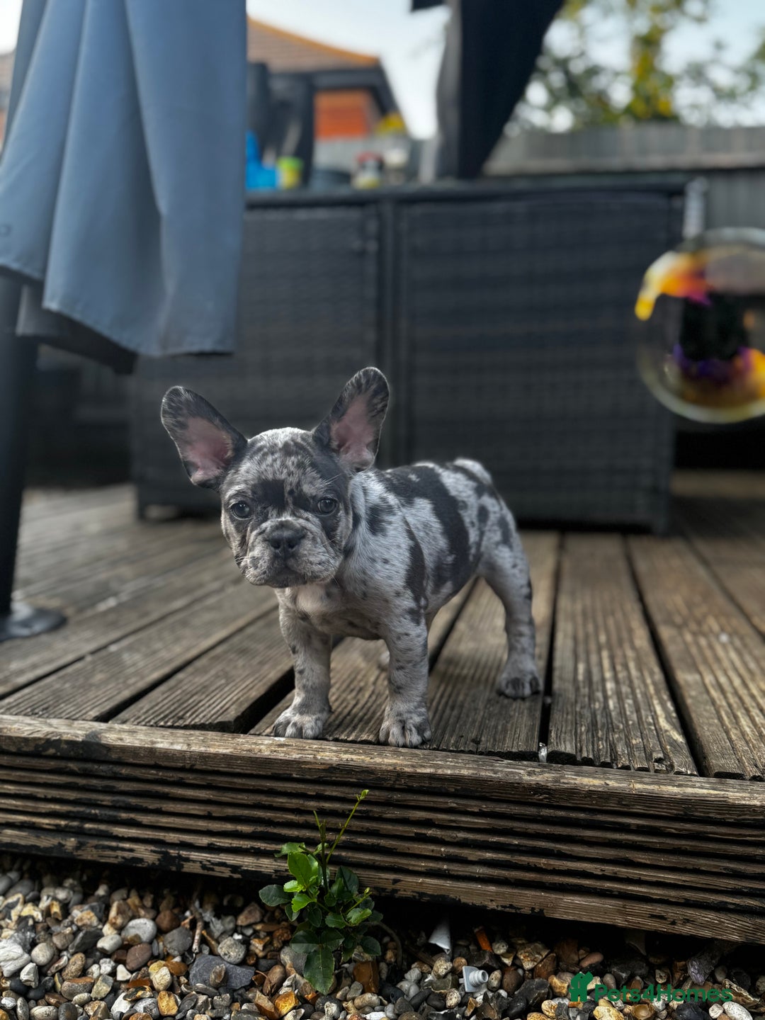 French Bulldog dogs for sale: Merle french bulldog - Image 4