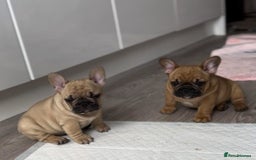 French Bulldog dogs for stud: Denzel- Open for Stud- PROVEN. Son of Super Ted  in Gillingham - Image 30