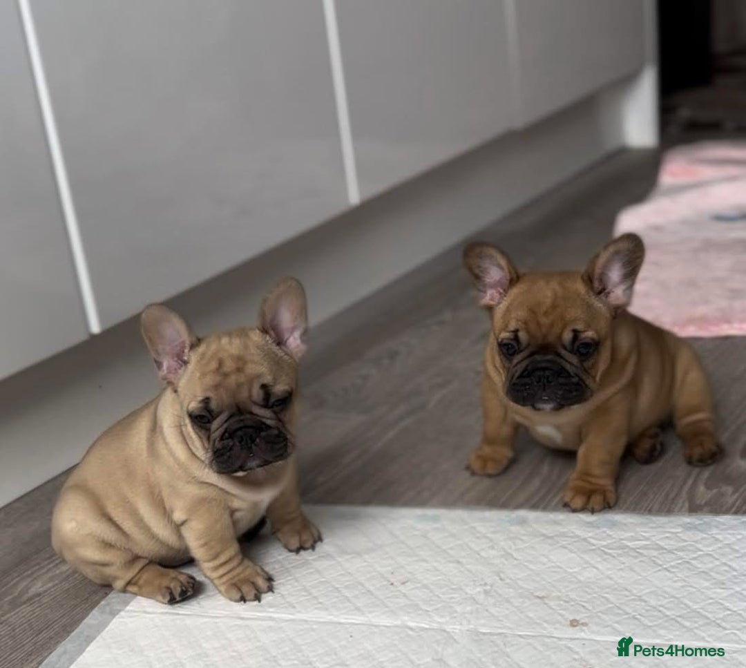 French Bulldog dogs for stud: Denzel- Open for Stud- PROVEN. Son of Super Ted  in Gillingham - Image 30