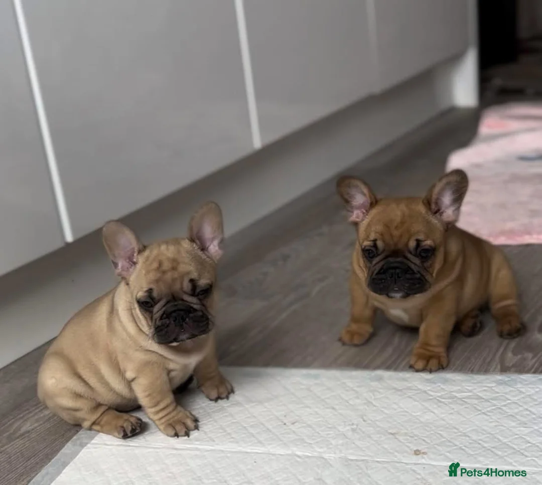 French Bulldog dogs for stud: Denzel- Open for Stud- PROVEN. Son of Super Ted  in Gillingham - Advert 30