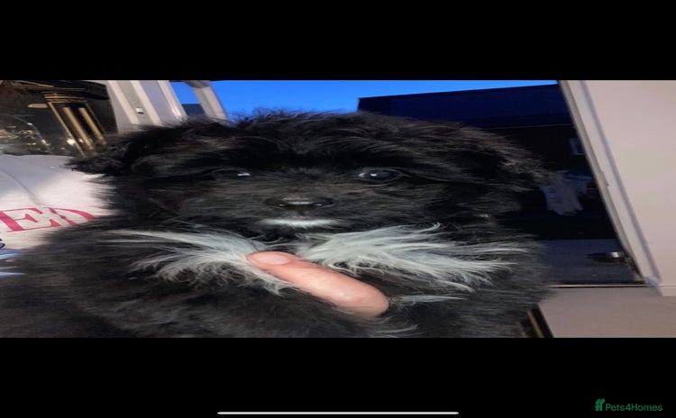 Pomapoo dogs - Advert 1