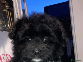 Pomapoo dogs LAST ASIAN TOY POMAPOO - Advert 3