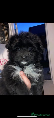 Pomapoo dogs - Advert 1