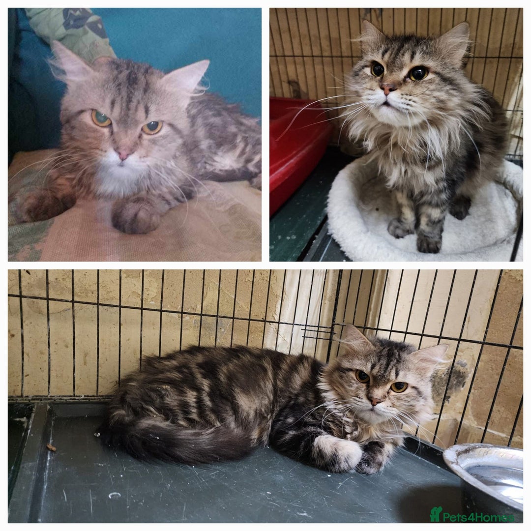 Mixed Breed cats for adoption: Rio wants warm cuddles - Image 2