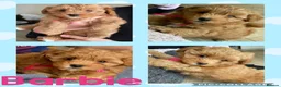 Havapoo dogs for sale: READY NOW Gorgeous Rare Havapoo 3 LEFT  - Advert 3