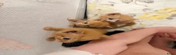 Mixed Breed cats for sale: Beautiful Family-Raised Kittens - Advert 22