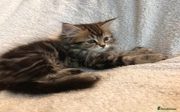 Siberian cats for sale: ❤️ 5 super friendly Siberian mix kittens ❤️ - Image 18