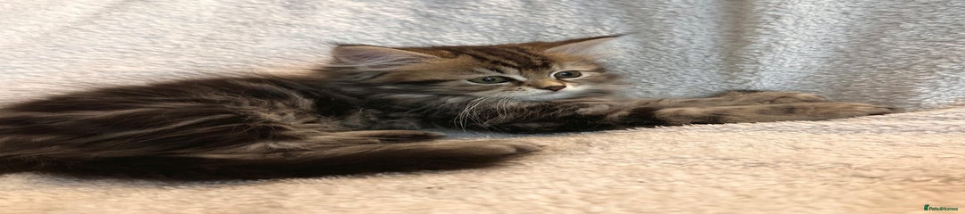 Siberian Kitten 1