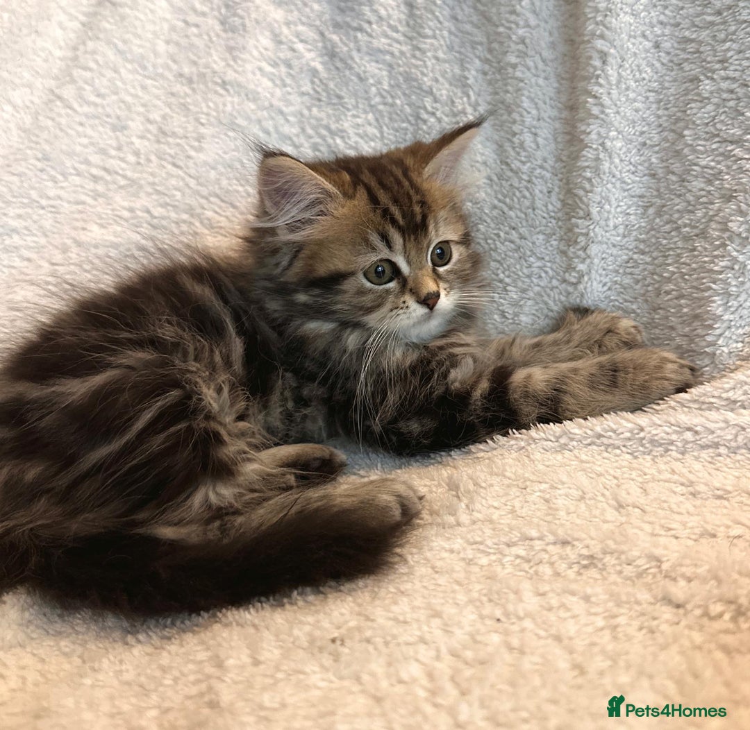 Siberian cats for sale: ❤️ 5 super friendly Siberian mix kittens ❤️ - Image 18