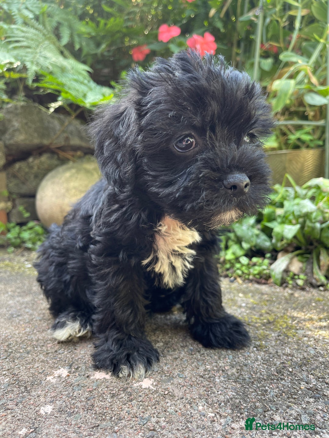 Mixed Breed dogs for sale: ❤️Beautiful Border Terrier cross puppies for sale. - Image 11