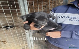 Border Collie dogs for sale: Beautiful border collie puppies  - Image 4