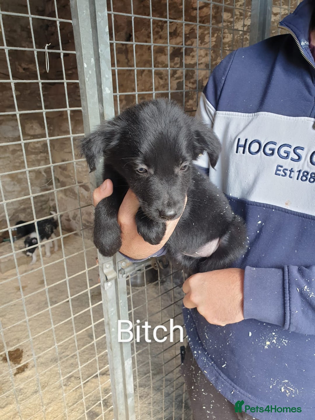 Border Collie dogs for sale: Beautiful border collie puppies  - Image 4