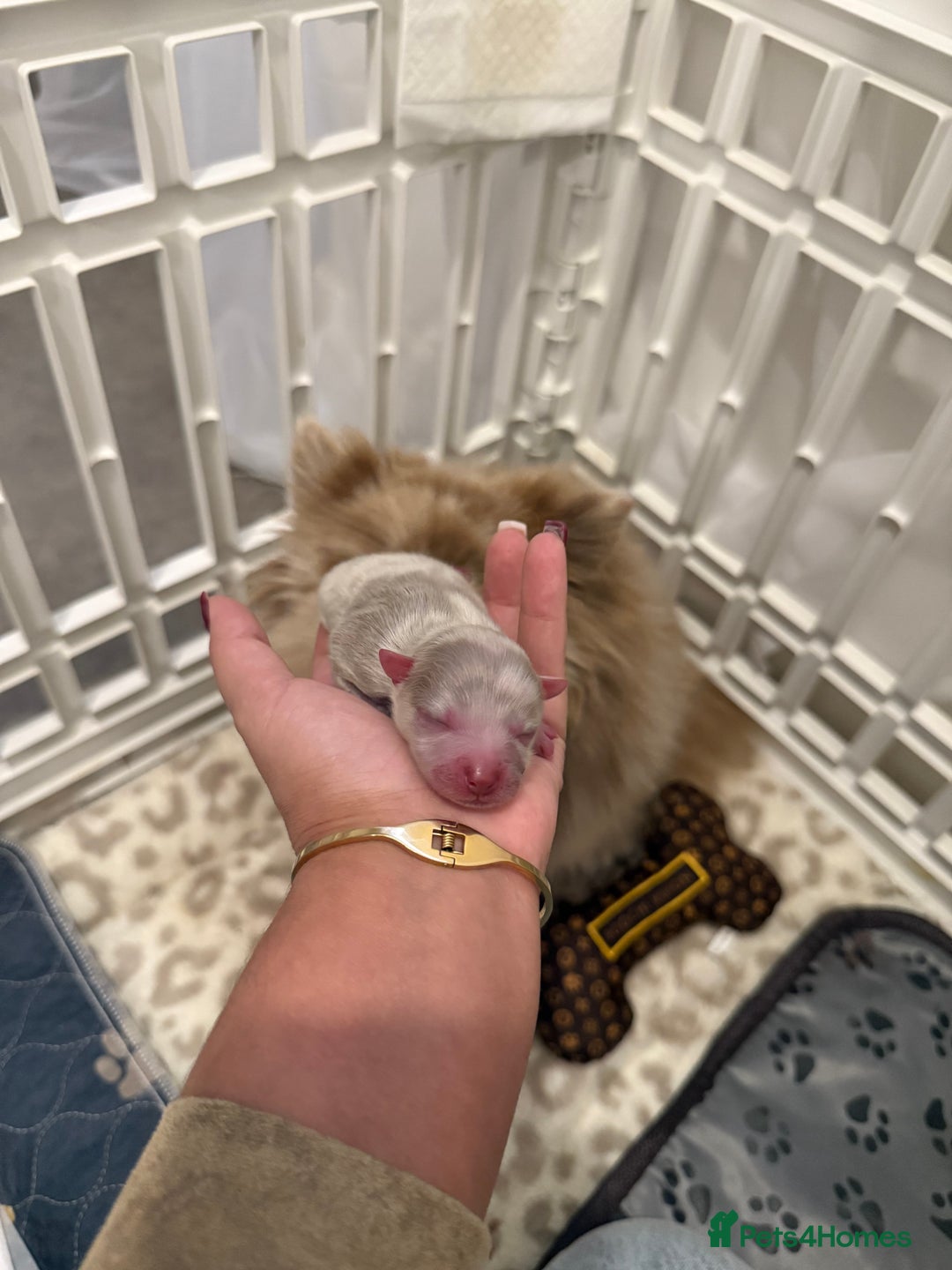 Pomeranian dogs for sale: Small & Fluffy Pomeranian Puppies Ready to Reserve - Advert 11