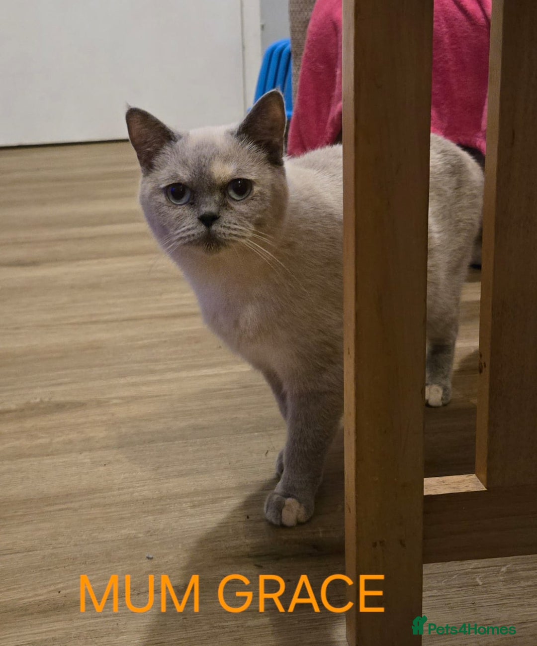 British Shorthair cats for sale: Gorgeous British short haired kittens READY NOW - Image 12