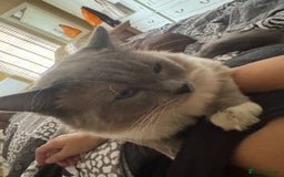 Domestic Shorthair cats for sale: Heartbreakingly a marriage breakup forces rehome - Image 25
