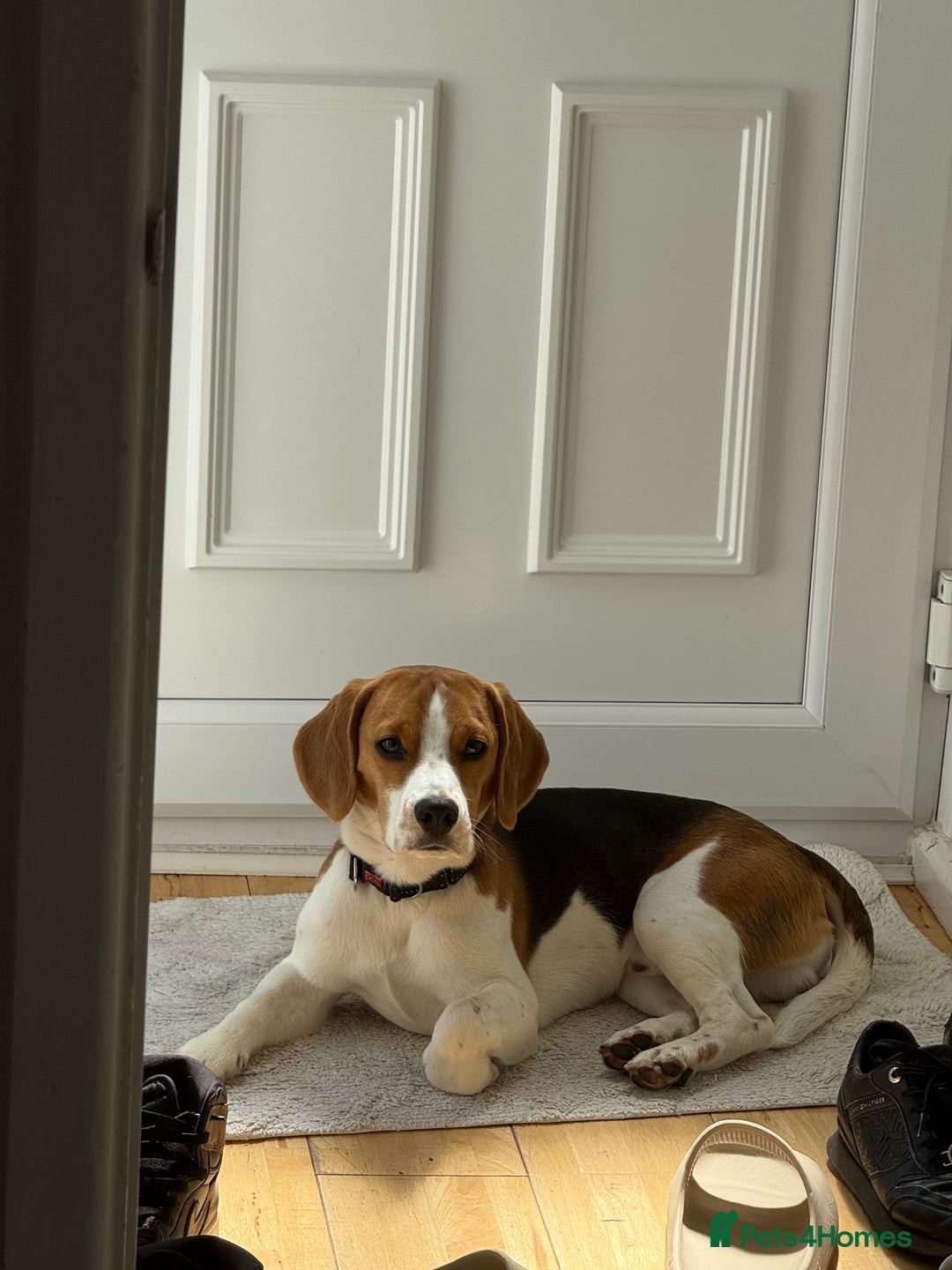 Beagle dogs for sale: Scooby-(Adoption Only, Not for Sale) - Advert 3