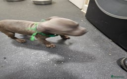 Staffordshire Bull Terrier dogs for sale: blue staffy puppies  - Image 9