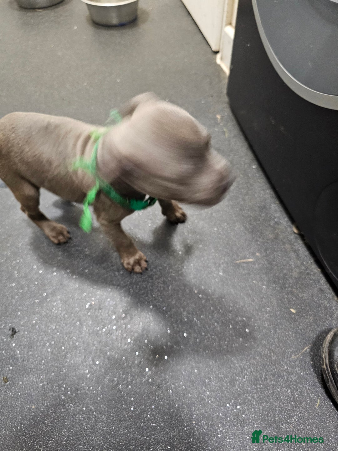 Staffordshire Bull Terrier dogs for sale: blue staffy puppies  - Image 9