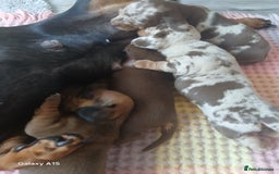 Miniature Dachshund dogs for sale: Minture dachshund puppies  - Image 10