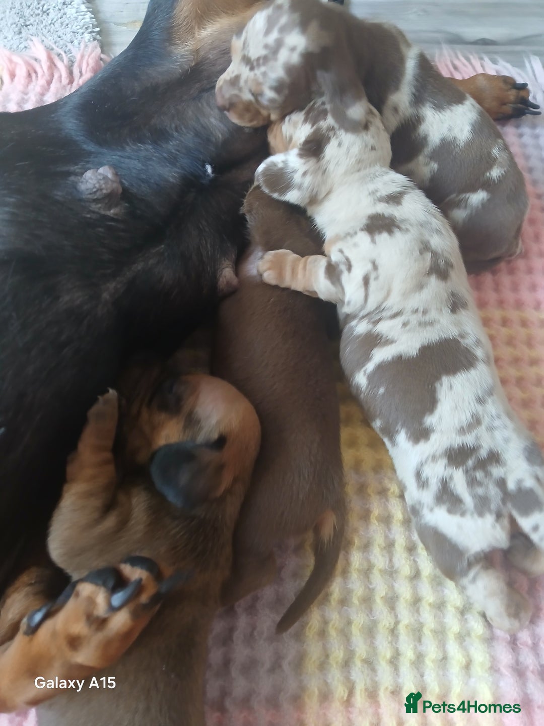 Miniature Dachshund dogs for sale: Minture dachshund puppies  - Image 10