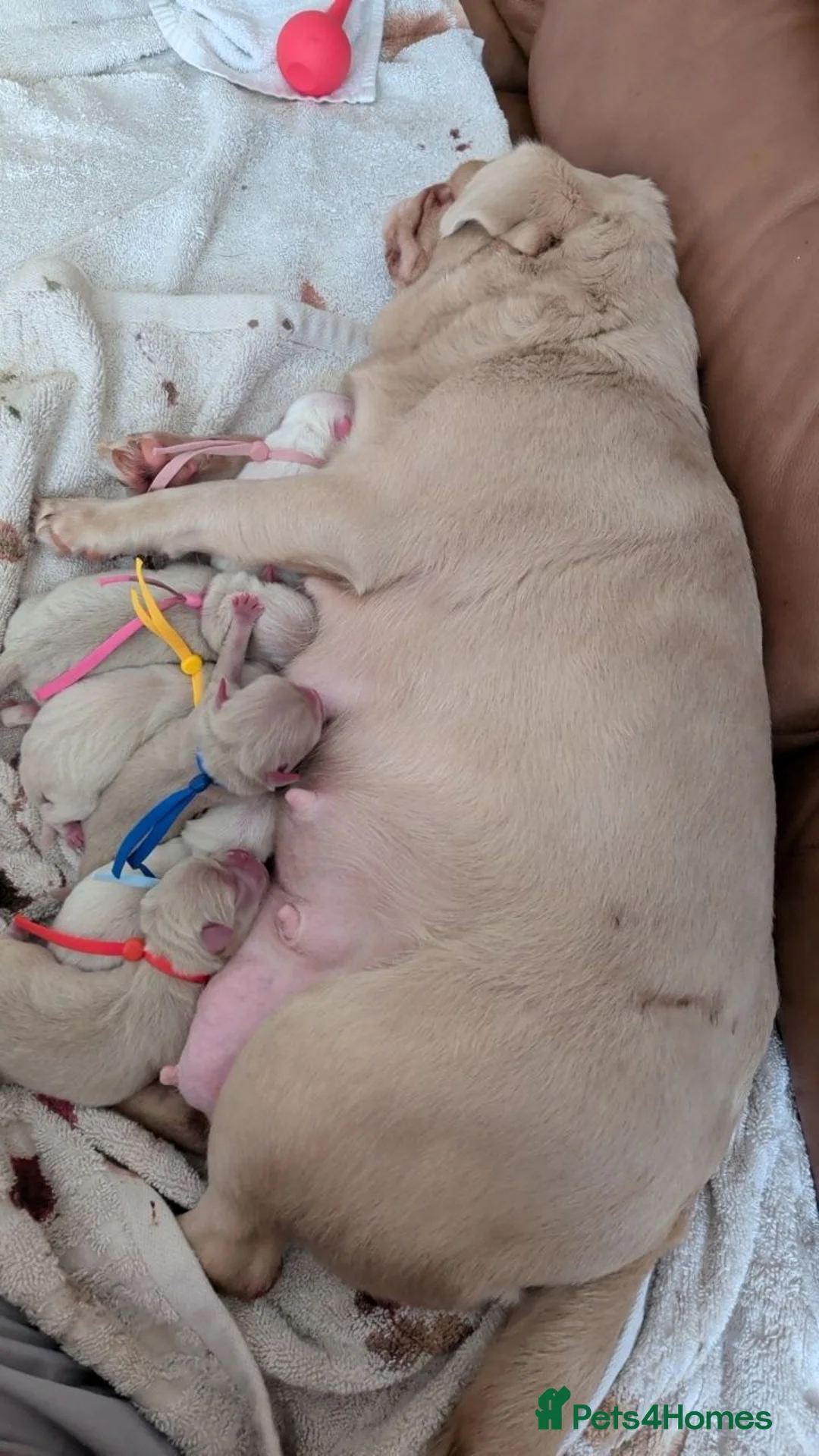 Pug dogs for sale: X2 boy Pug Pups  - Advert 1