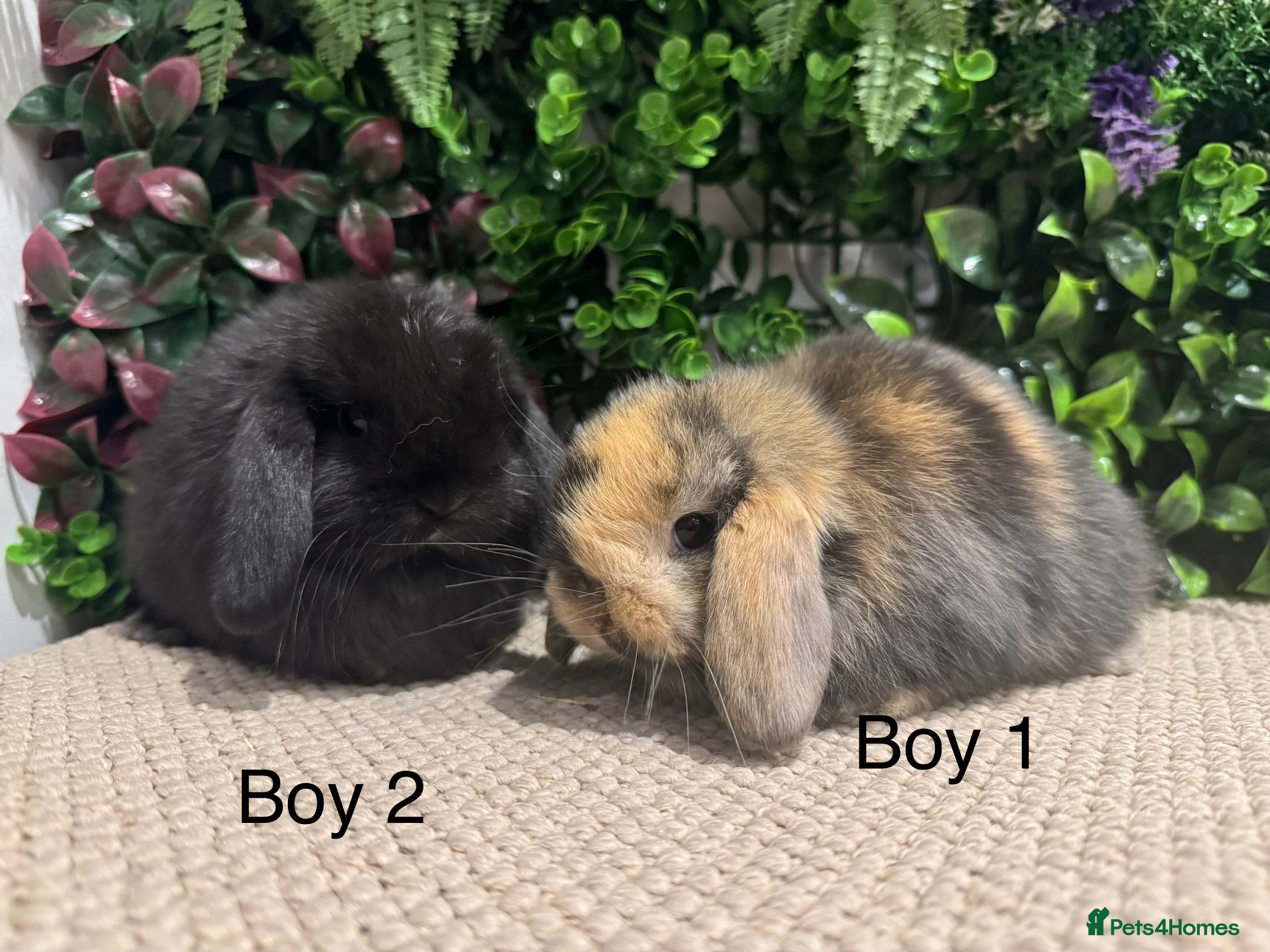 Mini Lion Lop rabbits 5 mini lops nearly reeady to go  - Advert 1